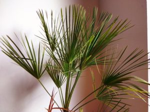 Winterharte Palme für den Garten